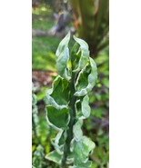 Devil&#39;s Backbone -  Seashell Pink Variegated Succulent - Euphorbia Tithy... - $11.20 CAD