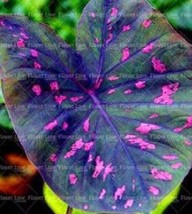100 Caladium Seeds Bonsai Plants Assorted Colors Perennial Flowers Potte... - $17.30 CAD