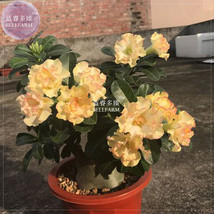 Adenium Golden Wavy Petals with Light Pink Edge Flower Seeds - £6.38 GBP