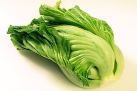 Authentic Chinese Indian Mtard (Gai Choy Gai Choi) Cabbage Seeds Size 100500 - £5.14 GBP