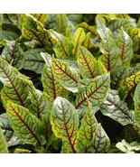 250 Seeds Sorrel Red Veined Heirloom Non-Gmo - £7.62 GBP