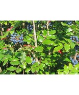 FG Tall Oregon Grape (Mahonia aquifolium), 20 seeds - £4.55 GBP