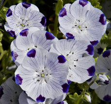 US Seller Five Spot Nemophila Seeds 100 Ct Flower Annual Wildflower - £6.71 GBP