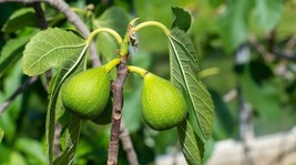 Item image 1 image 1