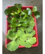(6) MIX Water Hyacinth &amp; Lettuce Koi Pond Floating Plants Algae LARGE Ju... - $48.11