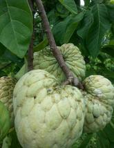 Sugar Apple (Annona Squamosa) Live Plant Fruit For Your Home Garden OSAM - £173.68 GBP