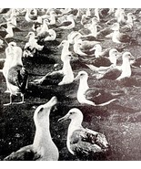 Albatross Colony On Laysan Island 1936 Bird Print Nature DWU13 - €17,22 EUR