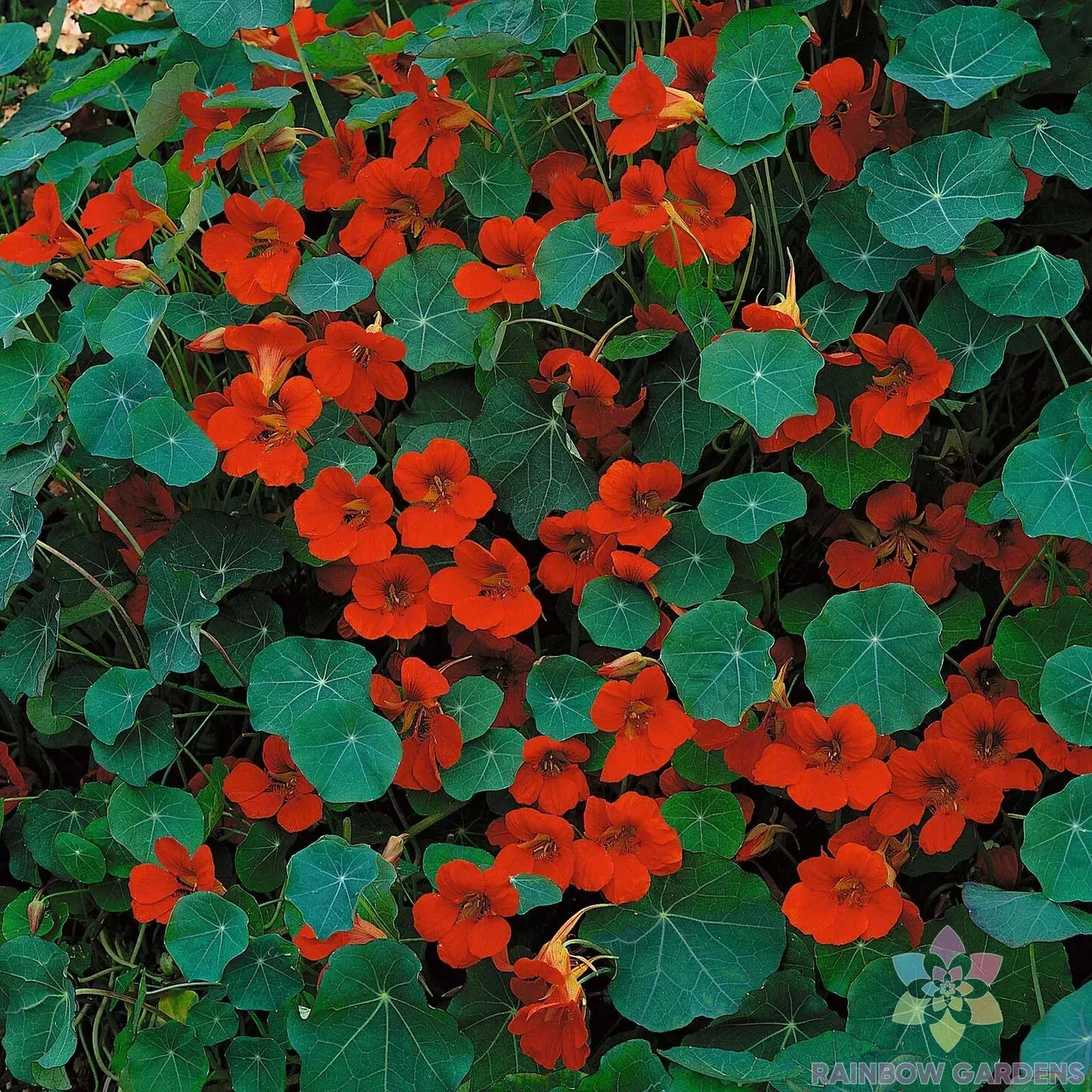 KS Dwarf Empress of India Nasturtium Garden Suppliers Planting 50 Seeds  - $14.50