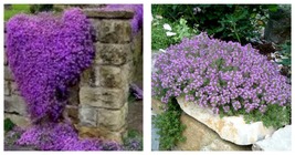 Creeping Thyme Bonsai or Blue Rock Ground Cover Seeds Purple Color 200 Pcs/Bag  - £16.01 GBP