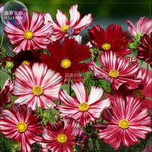 Cosmos Coreopsis Blackish Coffee Red Striped Dark Red White Rose Red Flower Seed - $11.95