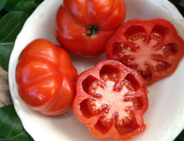 50 Seeds Costoluto Fiorentino Tomato Juicy Tomatoe Vegetable Edible Food Usa Sel - $9.32