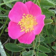 Rosa Arkansana Wild Roser Arkansas Prairie Wild Rose 20 Seeds Usa Fast Shipping - £13.75 GBP