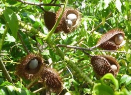 Caesalpinia Bonduc / Fevernut, 20 seeds/8 USD, shipping/10 USD, phyto ce... - $30.00