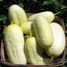 Miniature Sweet White Cucumber Cucumis Sativus Seeds 10 Seeds Tasty Frag... - $7.85 CAD