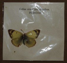 VINTAGE BUTTERFLY SPECIMENS BUTTERFLIES COLIAS ERATE POLIOGRAPHUS PIERID... - £3.28 GBP