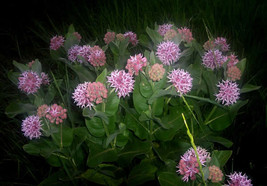 Grow In US 100 Showy Milkweed Seed Asclepias Speciosa For Butterflies And Hummin - £6.65 GBP