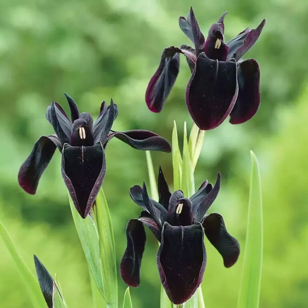 Fragrant Black Iris 10 Seeds - Iris chrysographes Purple Black - $13.63 CAD