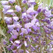 5 Kokuryu Wisteria Seeds Vine Climbing Flower Seed 993 Gardening USA SELLER - $8.98