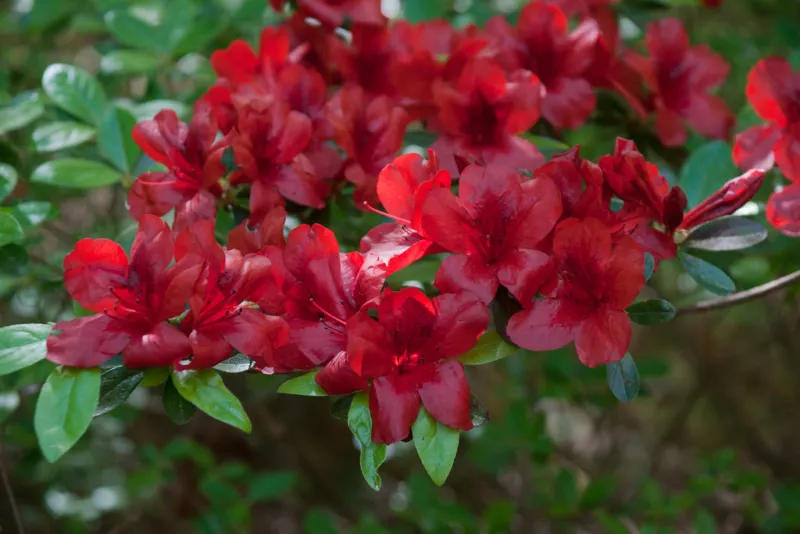 Midnight Flare Azalea Rhododendron Deciduous Rooted Baby - £19.87 GBP