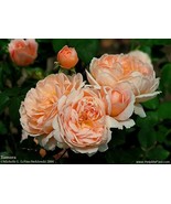 Tamora English rose plant Barerooted 2 year old own roots plant - $42.47