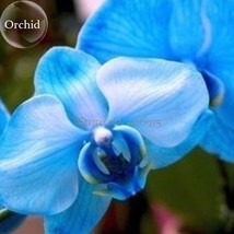 Blue Butterfly Orchid Seeds 100 Seeds Fragrant Pretty E3601 Garden Beautiful Usa - $10.89