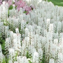 20 Sugar Scoop Foamflower White Tiarella Trifoliata Laceflower Flower Seeds New  - $14.90