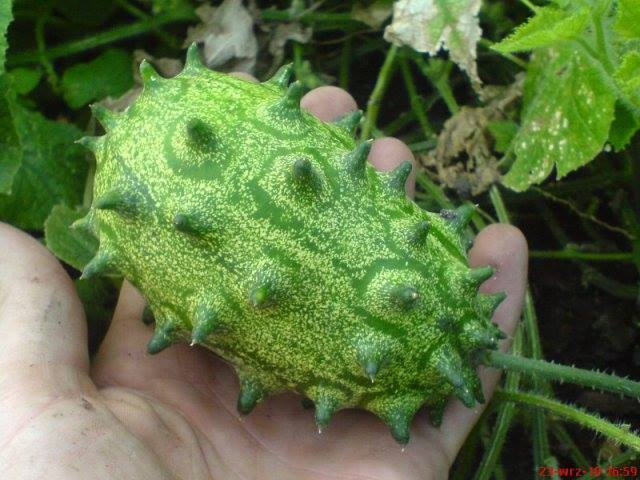 7 Kiwano Melon Seeds-1364
