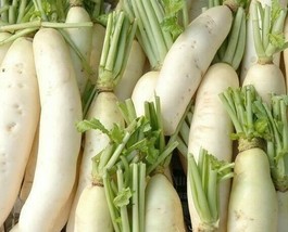 Daikon Radish Seeds 200 Ct Japanese Minowase Vegetable NON-GMO  - $4.08