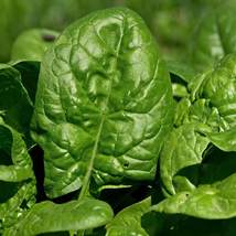 Ship From Us 10 Lb Seeds - Giant Nobel Spinach Seeds - NON-GMO, Heirloom, TM11 - £199.18 GBP