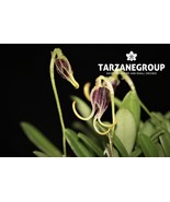 MASDEVALLIA / DIODONOPSIS ANACHAETA MINIATURE ORCHID MOUNTED - $43.00
