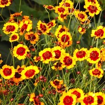 FROM USA  Plains Coreopsis Seeds | Mississippi Tickseed Calliopsis Wildflower Se - £4.44 GBP