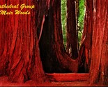 Redwood Trees Cathedral Group Muir Woods California CA UNP Chrome Postca... - $3.02