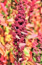 100 RED Head Quinoa Grain Chenopodium Quinoa Pink &amp; Red Heads - White (Best Seed - £4.38 GBP