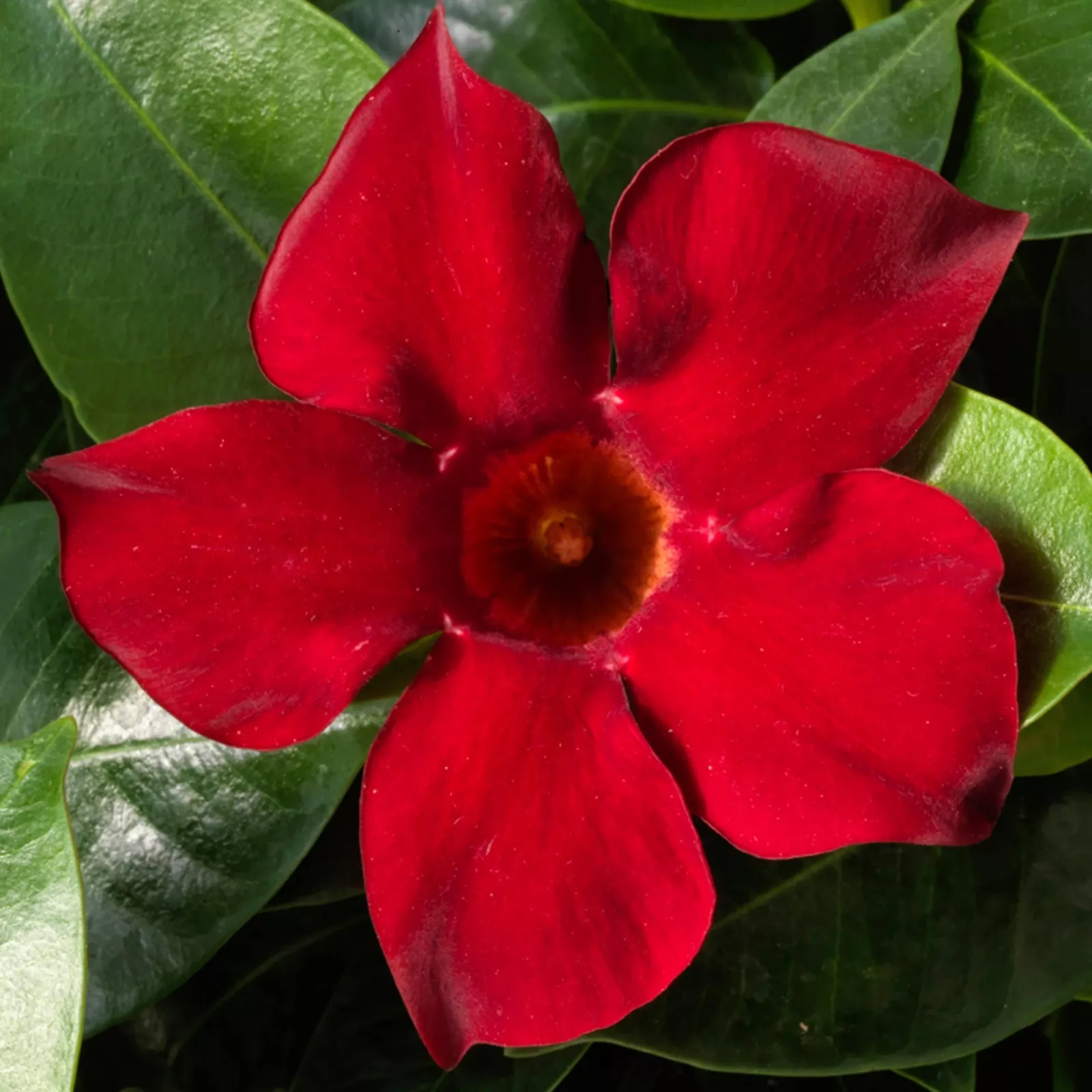 Mandevilla (Dipladenia) ‘Madinia Deep Red’ Starter Plant - Deep Vibrant ... - $492.09 MXN