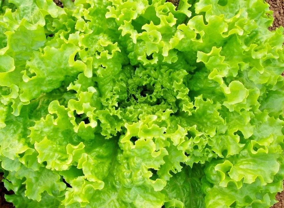 KingStore 600 Grand Rapids Lettuce Tbr Garden Salad Greens Non Gmo Plant... - £7.22 GBP