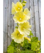25 Yellow Hollyhock Alcea Rosea Perennial Bulk Seeds - $219.02 MXN