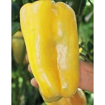 USA SELLER Yellow Monster Sweet Bell Pepper Seeds Fast Shipping - £7.35 GBP