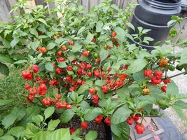 100 Carolina Reaper Chili Pepper Seeds World Record Hot Peppers Vegetabl... - £13.64 GBP