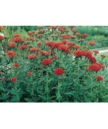 Lychnis Chalcedonica 100 Seeds    - £6.30 GBP