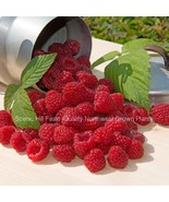 Cascade Delight Red Raspberry- 2 year old Bare Root Canes - Free Shipping - £22.84 GBP+