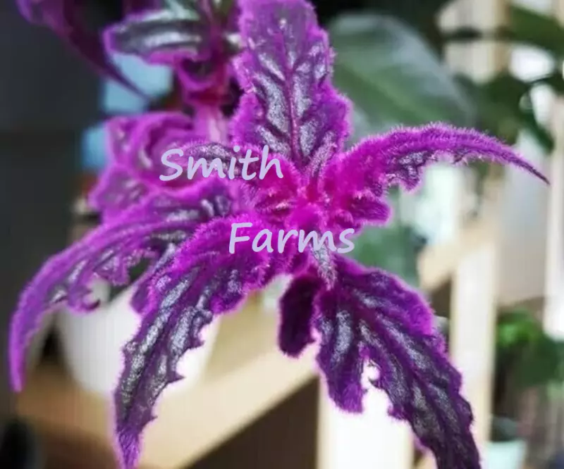 25+ Seeds Purple Passion Gynura Flowers Garden Planting Velvet Like Plant - $10.95 CAD