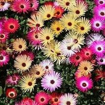 Ice Plant Livingston Daisy Mixed colors 100 Seeds #SDT18 - $18.17