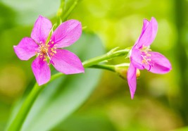 100 Seeds Fame Flower Jewels Of Opar Talinum Paniculatum Portulaca Patens Famefl - £9.04 GBP