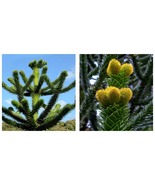 Araucaria Araucana Seeds for Planting Monkey Puzzle Tree Chilean Pine 15... - £21.22 GBP