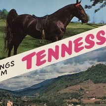 Greetings From Tennessee Vintage Postcard 1960s Walking Horse 60s - $14.35