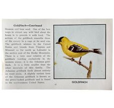 Goldfinch Bird Print 1931 Blue Book Birds Of America Antique Art PCBG13B - $35.02 CAD