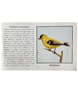 Goldfinch Bird Print 1931 Blue Book Birds Of America Antique Art PCBG13B - $35.02 CAD