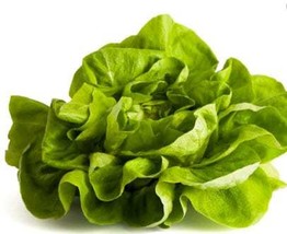 Bibb Lettuce Seeds - Organic &amp; Non Gmo Lettuce Seeds - Heirloom Seeds – Vegetabl - £1.78 GBP