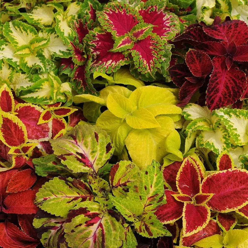 Coleus Blumei Premium Color Mix Exotic Foliage Seeds - £9.91 GBP