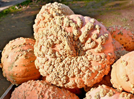 Peanut Pumpkin 15 Seeds Galeux D&#39;Eysines French Winter Squash Goard Fresh Garden - £10.77 GBP